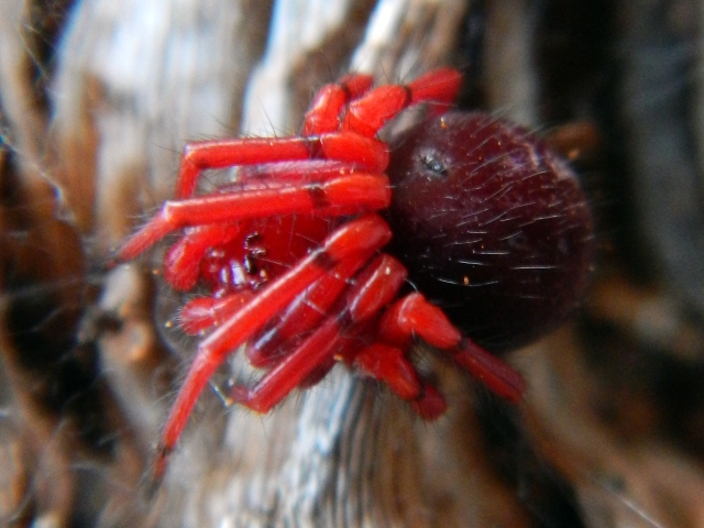 6. red legged- arachnid